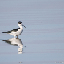 Black-necked Stilt-03