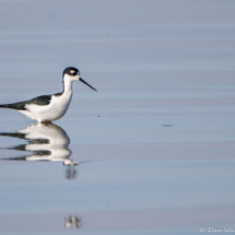Black-necked Stilt-04