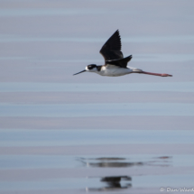 Black-necked Stilt in Flight-01