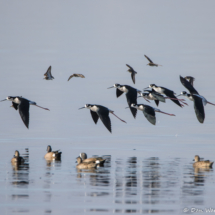Black-necked Stilts in Flight-01