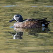 Blue-winged Teal-01