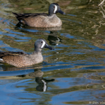 Blue-winged Teal-02