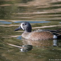 Blue-winged Teal-03