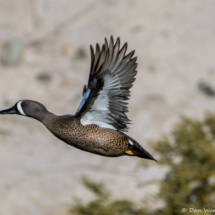 Blue-winged Teal in Flight-01