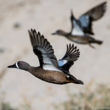 Blue-winged Teal in Flight-02