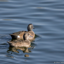 Blue-winged Teals-01