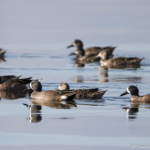 Blue-winged Teals-02