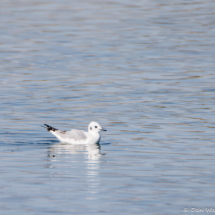 Bonaparte's Gull-01