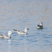 Bonaparte's Gulls-01