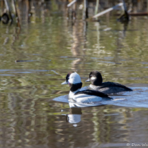 Bufflehead-Male and Female-01