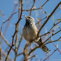 Cactus Wren-01
