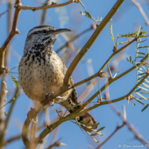 Cactus Wren-02