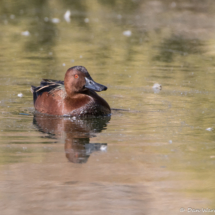 Cinnamon Teal-01