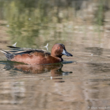 Cinnamon Teal-02