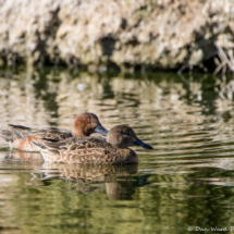 Cinnamon Teals-01