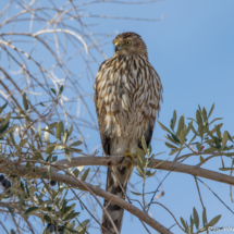 Cooper's Hawk-01