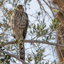 Cooper's Hawk-02