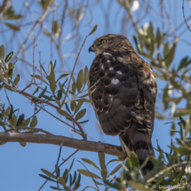 Cooper's Hawk-05