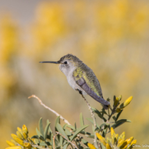 Costas Hummingbird-Female-09