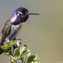 Costas Hummingbird-Male-01