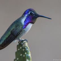 Costas Hummingbird-Male-02