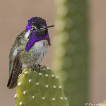 Costas Hummingbird-Male-08