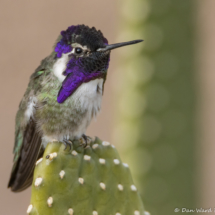 Costas Hummingbird-Male-09