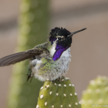 Costas Hummingbird-Male-10