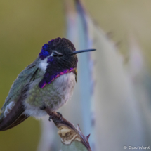 Costas Hummingbird-Male-11