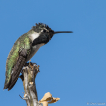 Costas Hummingbird-Male-15