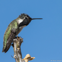 Costas Hummingbird-Male-15