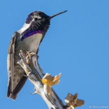 Costas Hummingbird-Male-16