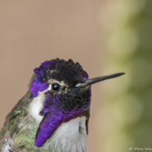 Costas Hummingbird-Male-Up Close