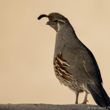 Gambel's Quail-Female-01 (2)