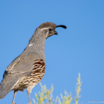 Gambel's Quail-Female-02