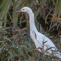 Great Egret-01