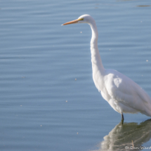 Great Egret-01