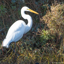 Great Egret-02