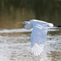 Great Egret in Flight-01