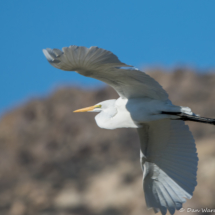 Great Egret in Flight-02