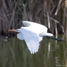 Great Egret in Flight-02
