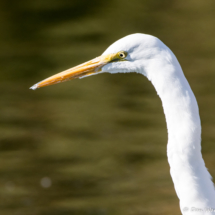 Great Egret up Close-01