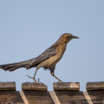Great-tailed Grackle-Female-02