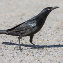 Great-tailed Grackle-Male-01