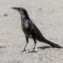 Great-tailed Grackle-Male-02