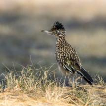 Greater Roadrunner-01