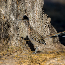 Greater Roadrunner-02