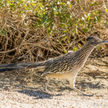 Greater Roadrunner-05 (2)