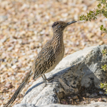 Greater Roadrunner-06 (2)