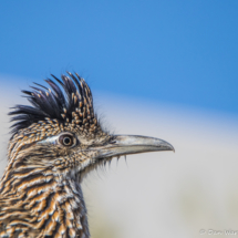 Greater Roadrunner-06